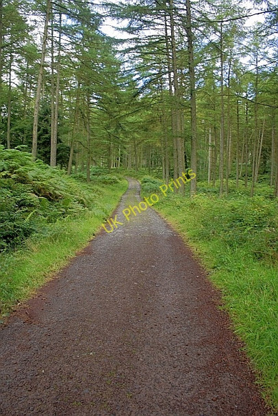 Photo 6"x4" Forest Track, Marthrown Hill Islesteps c2010
