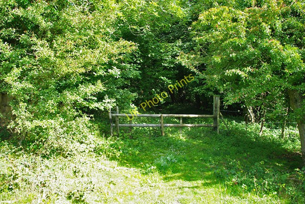 Photo 6"x4" Path into Coombe Plantation Lewes c2010