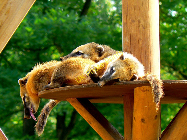 Photo 6"x4" South American Coatis, Beale Park, Lower Basildon Lower Basildon c2010