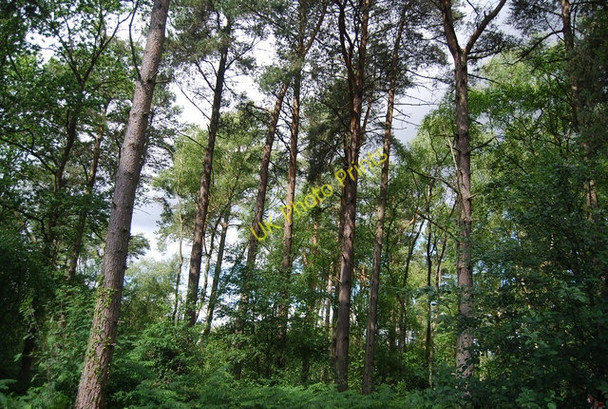 Photo 6"x4" Conifers, Marley Common Haslemere c2010