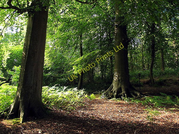 Photo 6"x4" Woodland on Oareborough Hill Bothampstead c2005