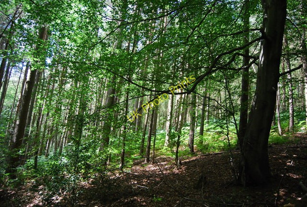 Photo 6"x4" Conifer woodland north of the county boundary Grayshott c2010