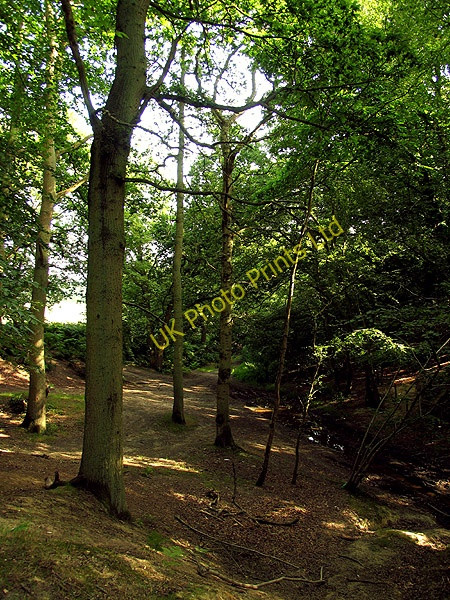 Photo 6"x4" Sandy Lane on the Slopes of Oareborough Hill Oare\/SU5074 c2005