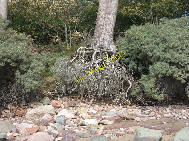 Photo 6"x4" Pine tree root systems West Barns c2010