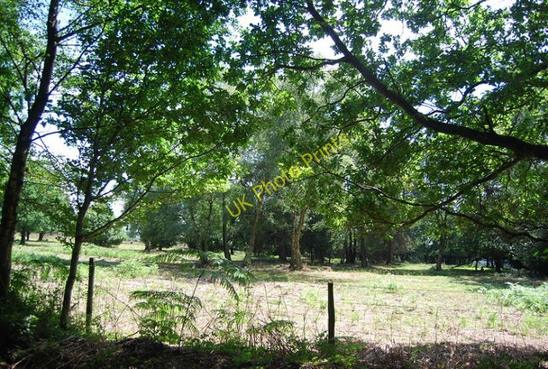 Photo 6"x4" Hindhead Common Hindhead c2010