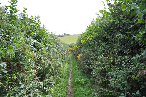 Photo 6"x4" Castle Lane heading south Knowle\/SS4938 c2010