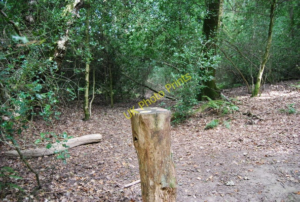 Photo 6"x4" Which direction? Hindhead Common Grayswood c2010