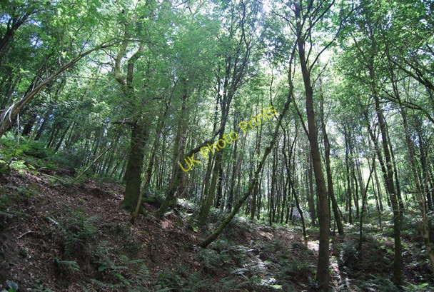Photo 6"x4" Woodland, Hindhead Common Hindhead c2010