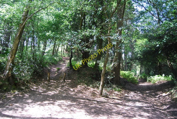 Photo 6"x4" Public bridleway and permissive bridleway, Hindhead Common Grayswood c2010