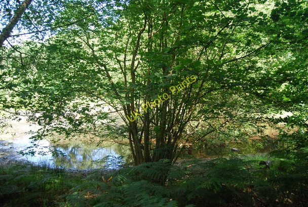 Photo 6"x4" Pond, Hindhead Common Grayswood c2010
