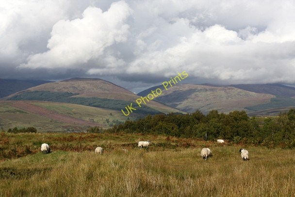 Photo 6"x4" Sheep grazing beside the Lairig track Inverroy c2010