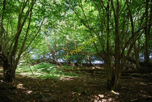 Photo 6"x4" Woodland, Hindhead Common Haslemere c2010
