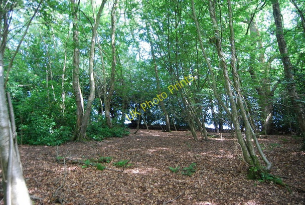 Photo 6"x4" Woodland, Hindhead Common Haslemere c2010