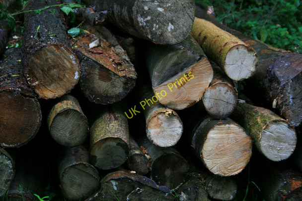 Photo 6"x4" Logs on Wenlock Edge Easthopewood c2010