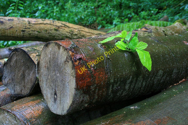 Photo 6"x4" A doomed shoot Easthopewood c2010