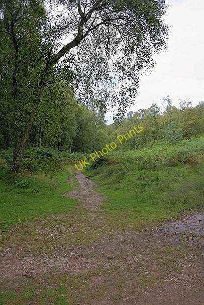 Photo 6"x4" Haywood Slade Little Haywood c2010