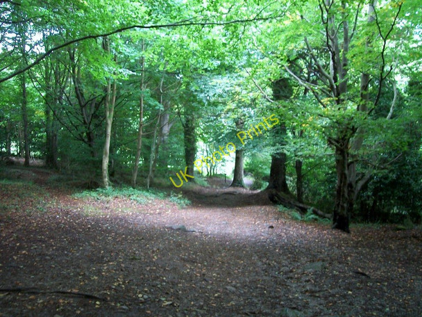 Photo 6"x4" Path through the Donard Forest Newcastle\/J3732 c2010