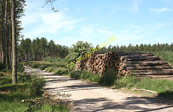 Photo 6"x4" Lossie Forest Lochhill\/NJ2964 c2006