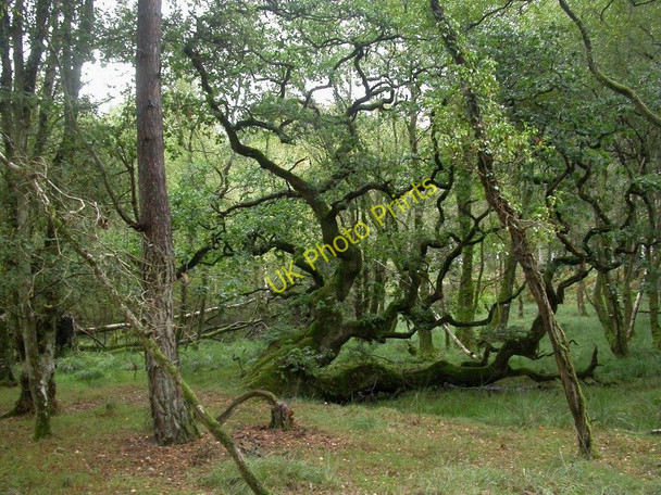 Photo 6"x4" Linwood, contorted oak Linwood\/SU1809 c2010