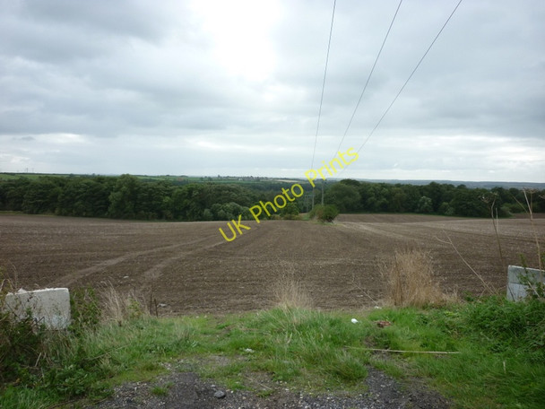 Photo 6"x4" Looking towards Southside Plantation Elsham c2010
