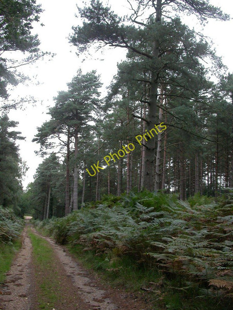 Photo 6"x4" Hamptworth, plantation Bohemia\/SU2019 c2010