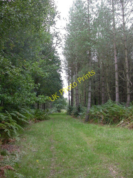 Photo 6"x4" Hamptworth, footpath Bohemia\/SU2019 c2010