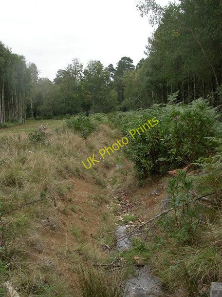 Photo 6"x4" Hamptworth, ditch Nomansland\/SU2517 c2010