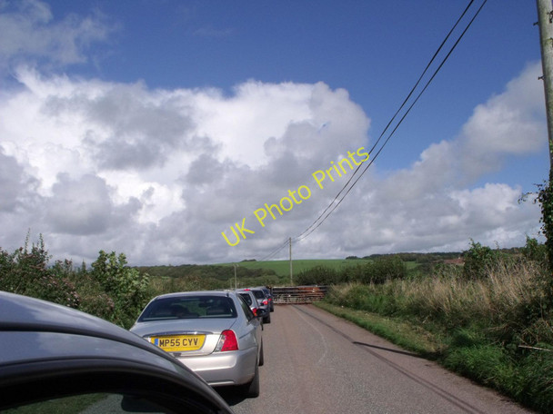 Photo 6"x4" Cows crossing the road north of Bosherston St Petrox c2010