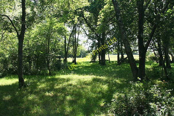 Photo 6"x4" Inwardleigh: copse Padson c2006