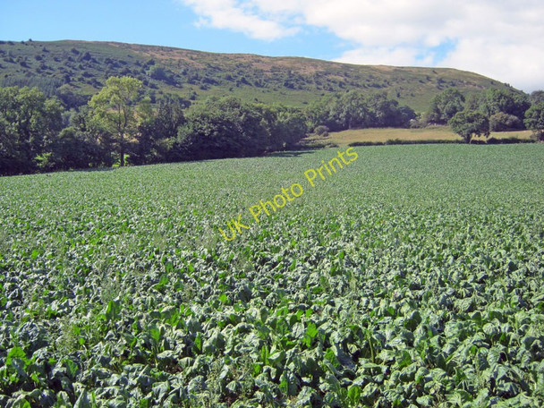 Photo 6"x4" Crop field below Ysgyryd Fawr Brynygwenin c2010