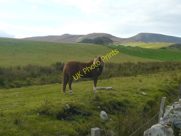 Photo 6"x4" Horse at  Cambusavie Badninish c2010