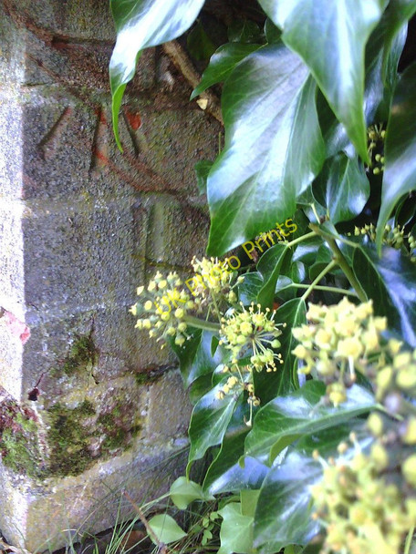 Photo 6"x4" Benchmark on wall of Stenton Close  outside #66 Baker Street Abingdon c2010