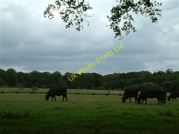 Photo 6"x4" Grazing Land in front of Rumerhedge Wood Hook End\/SU6681 c2005