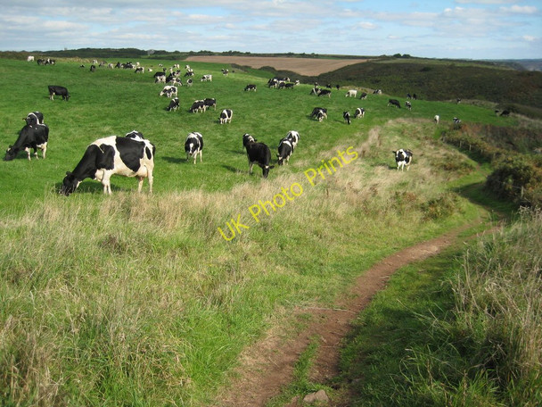 Photo 6"x4" Friesian cattle near Cadgwith Gwavas\/SW7113 c2010