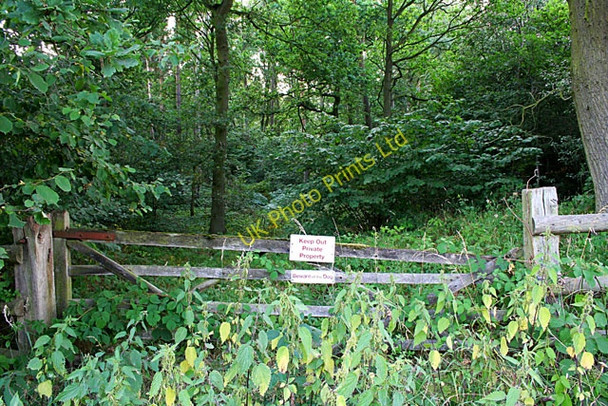 Photo 6"x4" Tangle-Trees Wood Newtown Linford\/SK5110 c2006