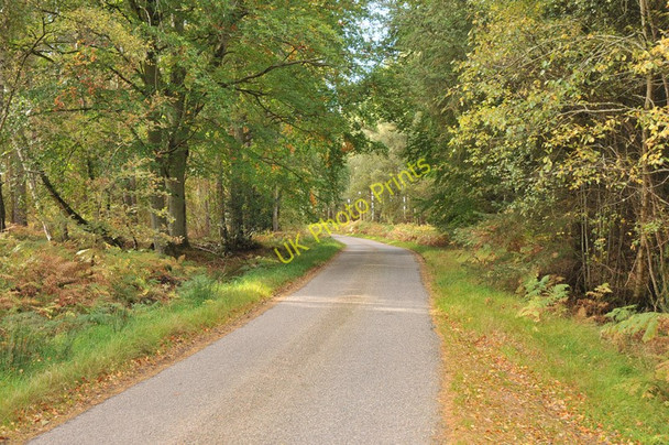 Photo 6"x4" Autumnal trees by the road near Inshoch Wood Dyke\/NH9858 c2010
