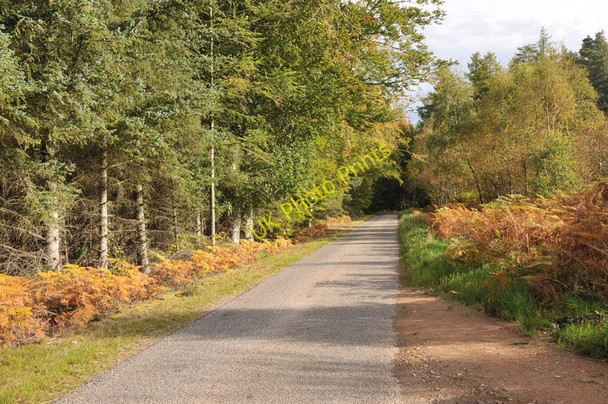 Photo 6"x4" Road through Inshoch Wood Dyke\/NH9858 c2010 P1