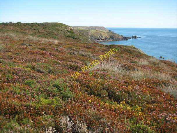 Photo 6"x4" Heathland above Eastern Cliff Gwenter c2010
