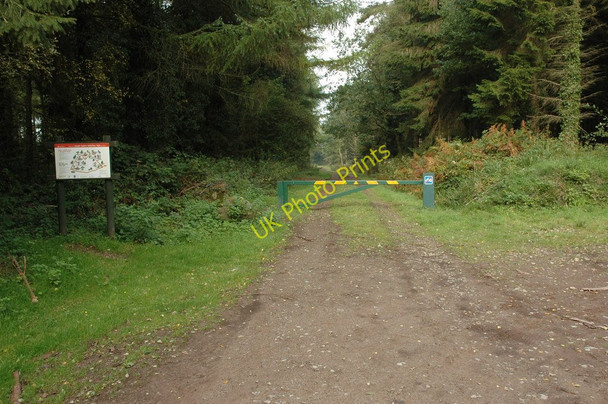 Photo 6"x4" Track in Loysey Wood Trellech c2010