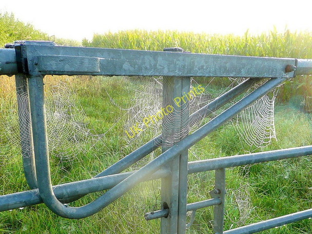 Photo 6"x4" Early morning cobwebs 1 Deerhurst c2010