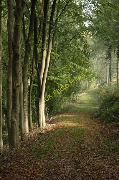 Photo 6"x4" Beech trees at Fedw-Fawr Trellech c2010
