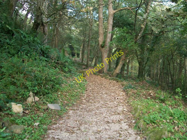 Photo 6"x4" A woodland walk at Plas yn Rhiw Rhiw\/SH2228 c2010