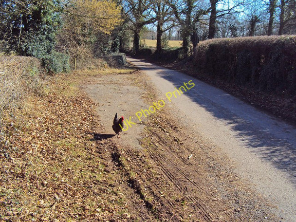 Photo 6"x4" Chicken at Brynderi Upper Green\/SO3818 c2010
