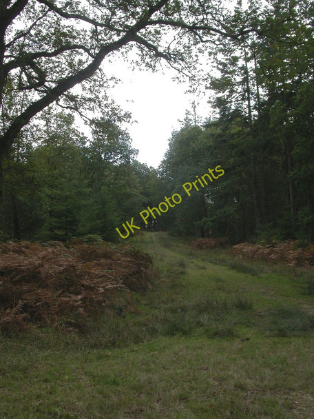 Photo 6"x4" Roe Inclosure Linwood\/SU1809 c2010