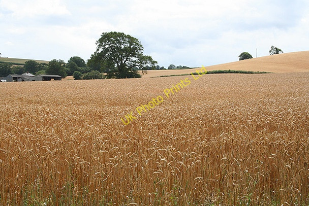 Photo 6"x4" Crediton Hamlets: wheat field Woolsgrove c2006