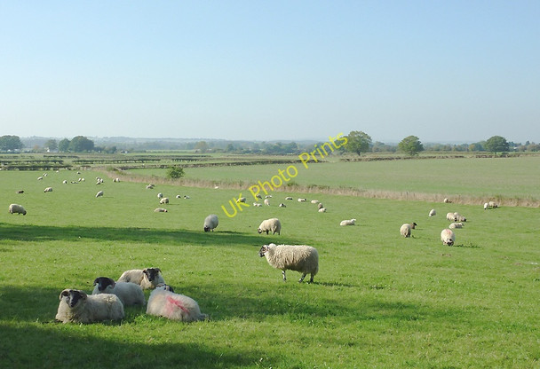 Photo 6"x4" Grazing north of Highgate Country Park, Staffordshire Gospel Ash c2010 P1