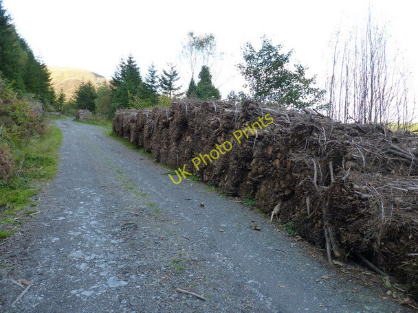 Photo 6"x4" Brushwood stacks and forest track Dinas-Mawddwy c2010