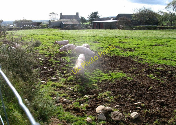 Photo 6"x4" Hwch a pherchyll bychain\/Sow and piglets at Fferm Ffridd Llithfaen c2010