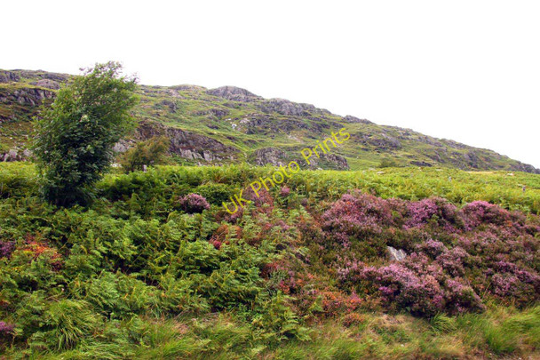 Photo 6"x4" Heather on the hillside Capel Curig c2010