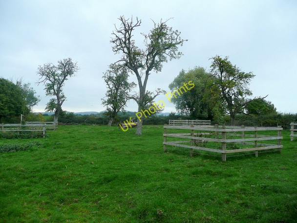 Photo 6"x4" Old orchard at The Hawthorns Pillows Green c2010